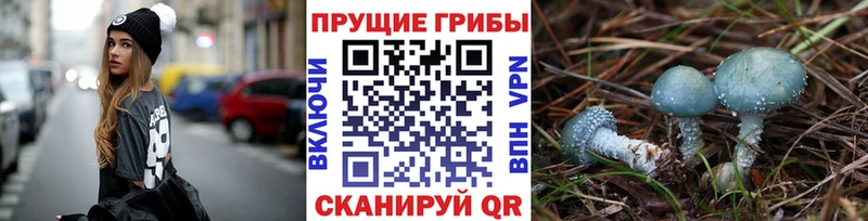 Псилоцибиновые грибы Cubensis Карабаш